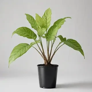 plant transparent
