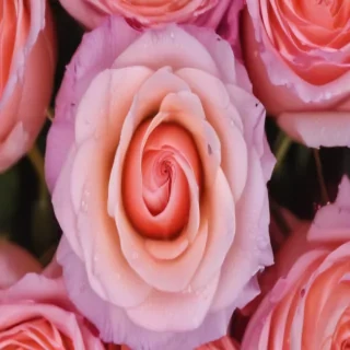 pink roses wallpaper iphone