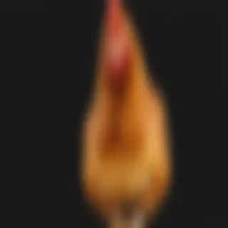 chicken transparent background