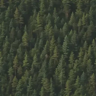 forest png