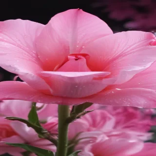 pink screensavers