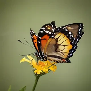 butterfly draing