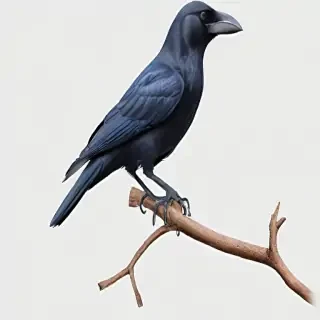 crows png