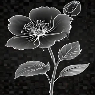 transparent flower outline