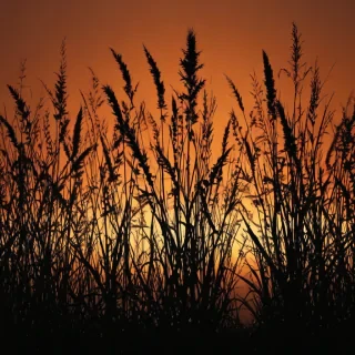 grass silhouette