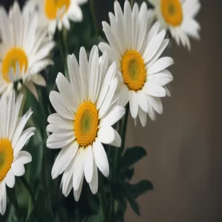 daisy wallpaper iphone