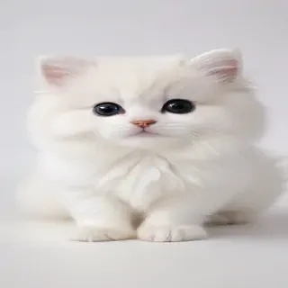 cute white background