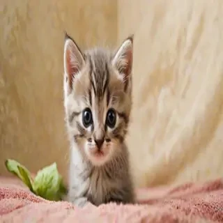 kitten wallpapers
