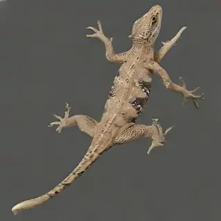 lizard transparent