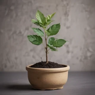 seedling png