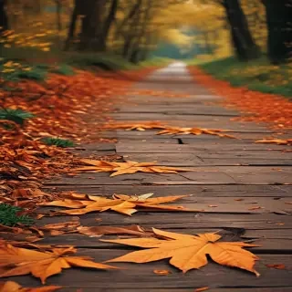 autumn wallpaper phone
