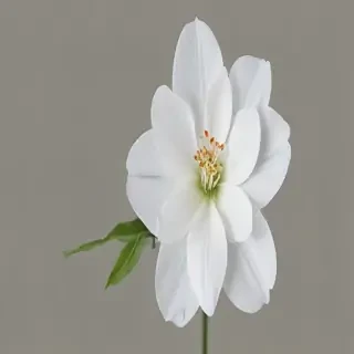 white flower transparent