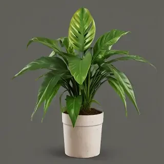 house plant png