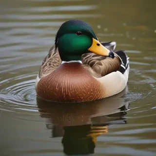 duck png