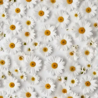 flowers white background