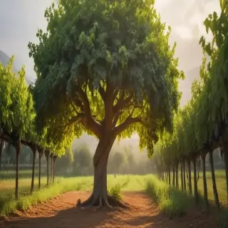 grape tree