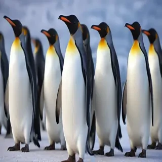 penguin backgrounds