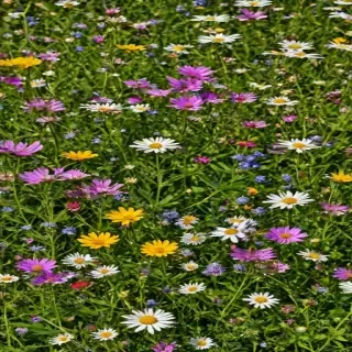 wildflower background