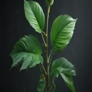 plant iphone wallpaper
