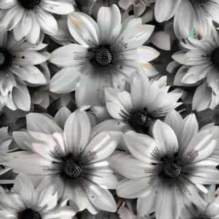 black and white flower png