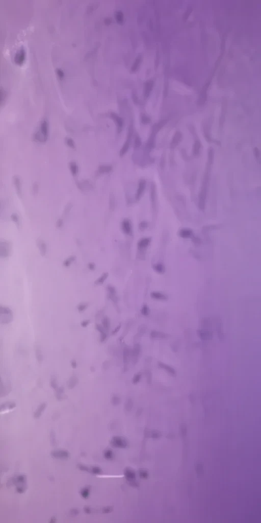 mauve background