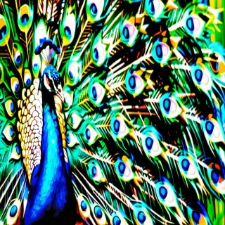 peacock background