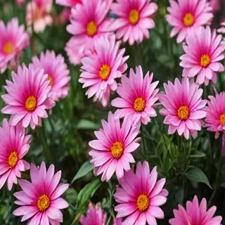 iphone wallpaper nature flowers