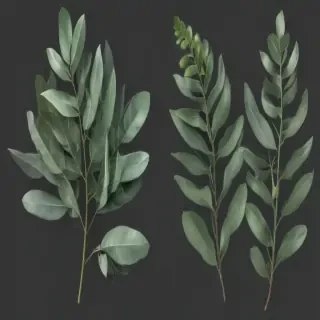 transparent eucalyptus clipart