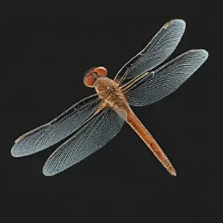 dragonfly png