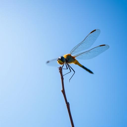 dragonfly perched on a thin twig against a bright blue sky, macro lens, f/2.8, 1/500 sec, ISO 100, shallow depth of field, natural lighting, Canon DSLR