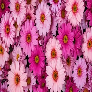 flowers iphone wallpaper