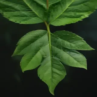green leaf design