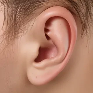 ear png