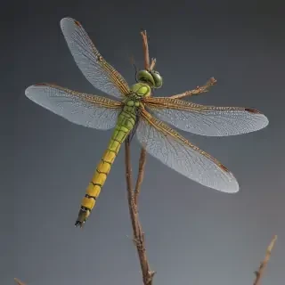 dragonfly png