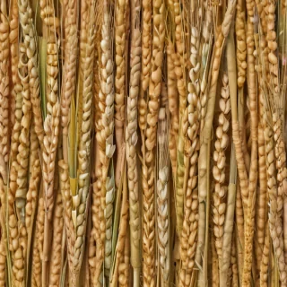 wheat png