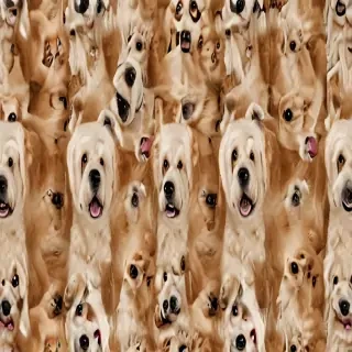 dog wallpaper funny
