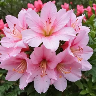 azalea flower
