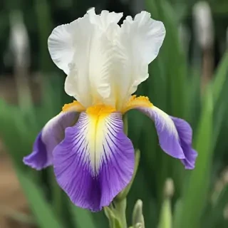 iris flower