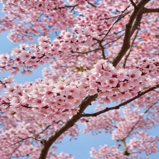 sakura flower