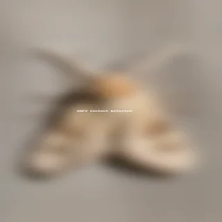 silk moth