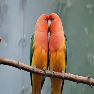 love birds