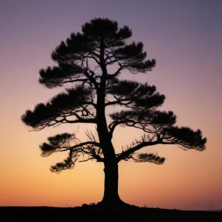pine tree silhouette png