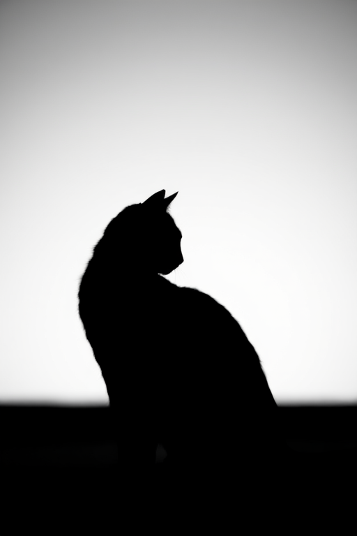 Generate a high-resolution image of a minimalistic black silhouette of a cat, shot with a Canon EOS R5 at f/2.8, ISO 100, with a 50mm lens, using a soft focus background for depth.