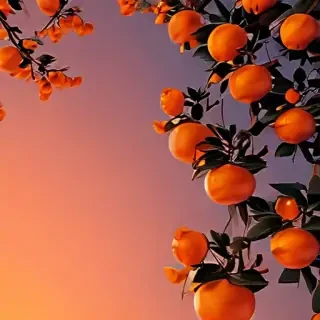 aesthetic wallpaper orange