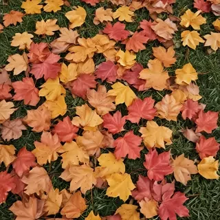 fall leaves