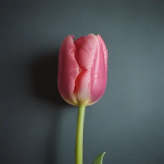 tulip iphone wallpaper