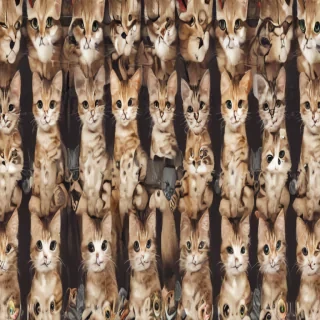 cats backgrounds