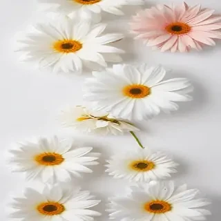 flower white background
