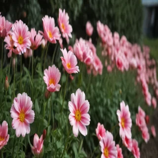 flower line