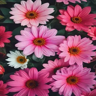 flowers iphone wallpaper